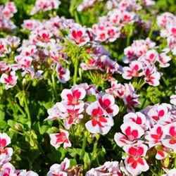 géraniums à planter au printemps