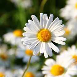 marguerite à planter au printemps