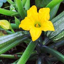 courgettes