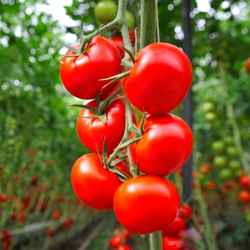 tomates à planter au printemps