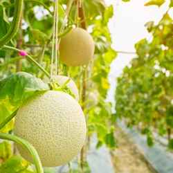 melon à planter au printemps